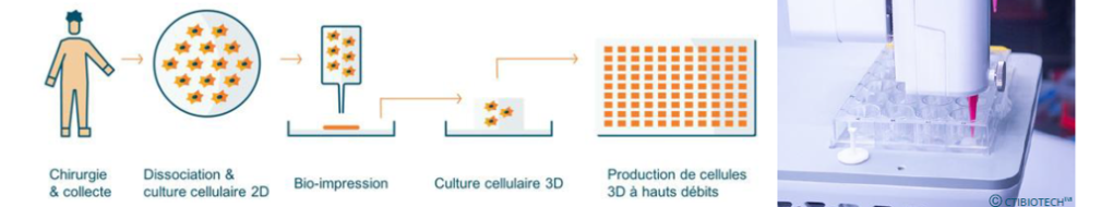Représentation schématique de la bio impression 3D et bio imprimante 3D en action